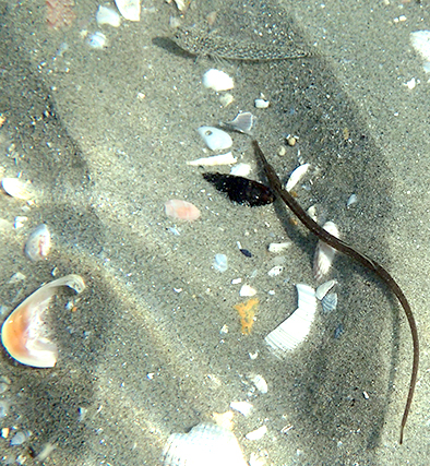 Misano Adriatico: Umbrina cirrosa e Pomatoschistus marmoratus